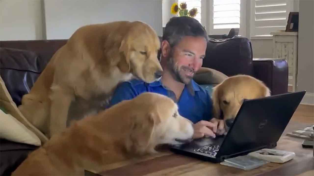 When working from home with dogs - more like  working from Paradise!