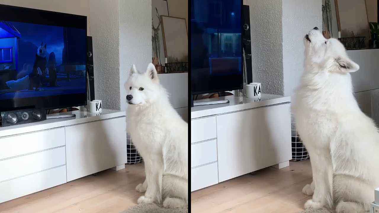 Samoyed puppy started to howl after watching TV