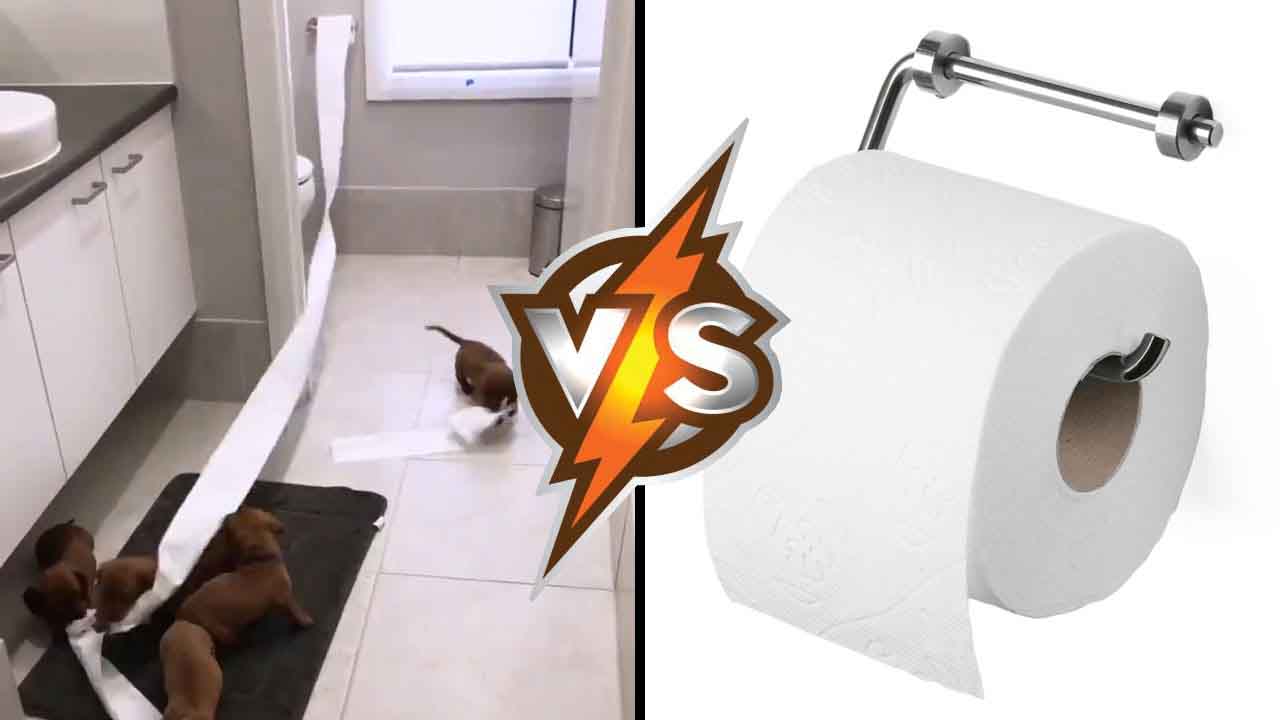 Puppies vs toilet paper war