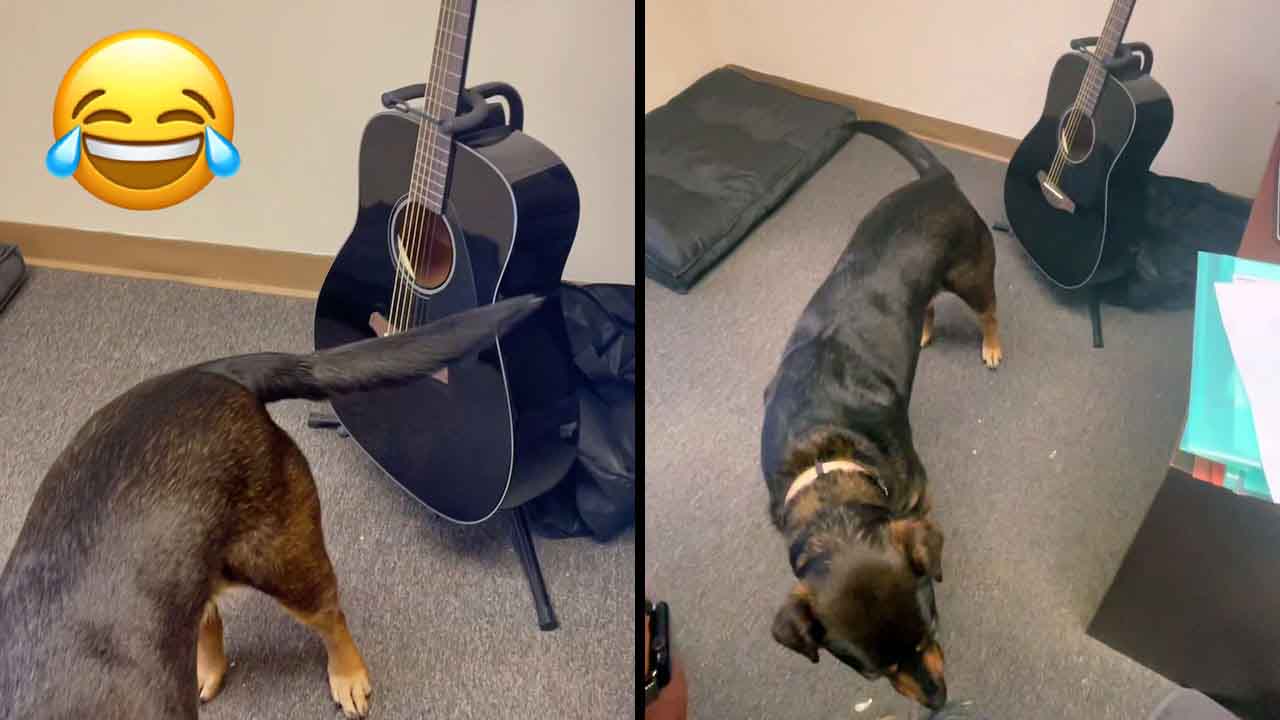 Dog plays guitar with his tail