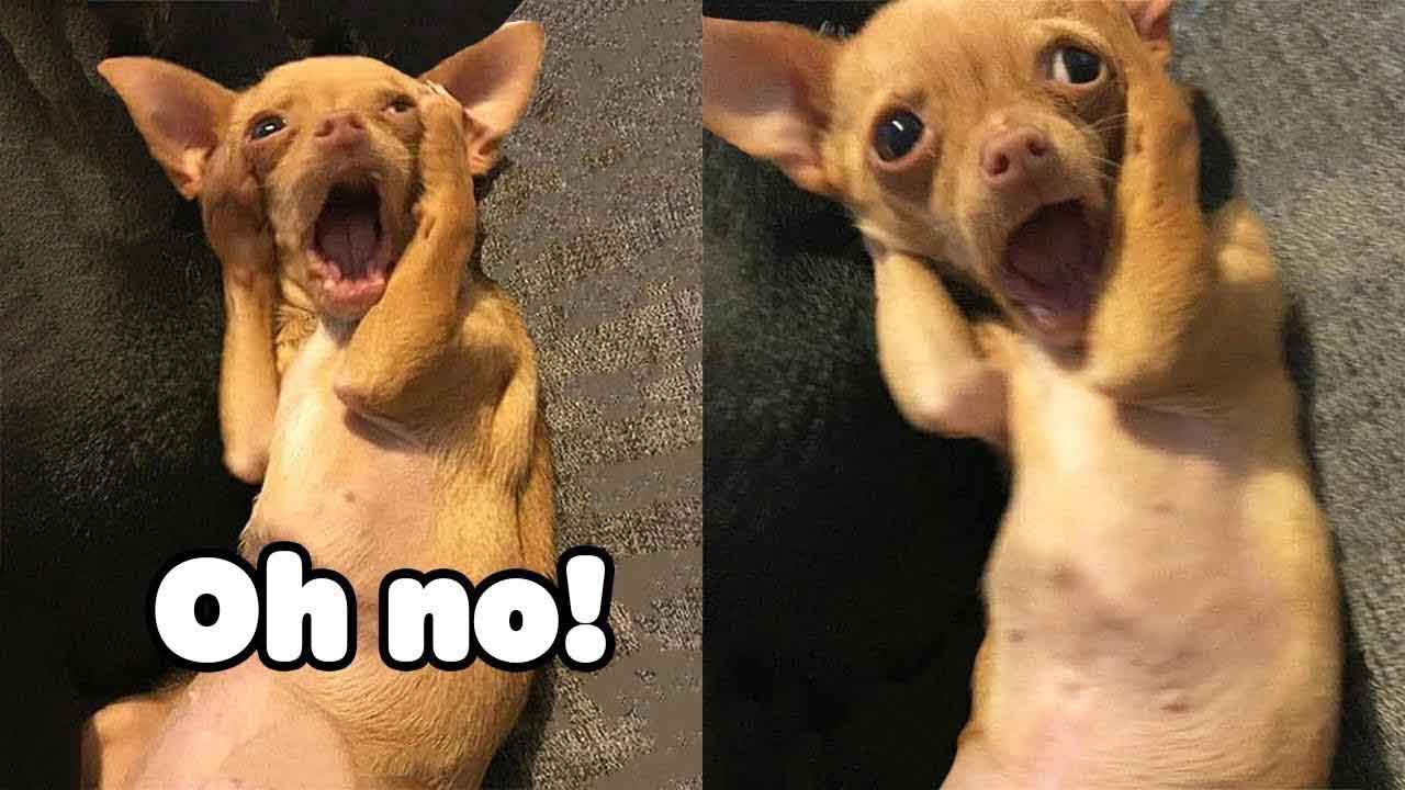 These Funny Dogs Will Make You Laugh In 10 Seconds